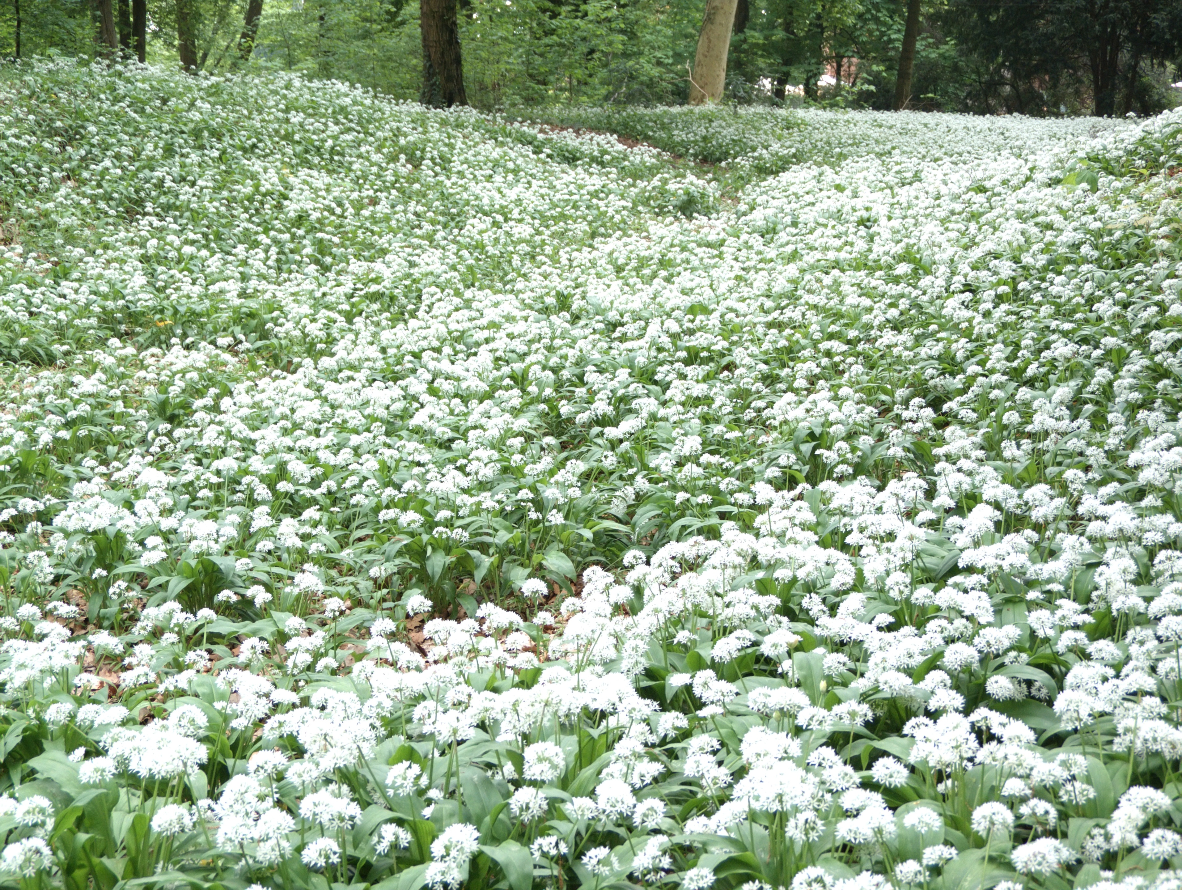 Monza (Monza e Brianza) - Fiori di aglio selvatico nel Parco di Monza